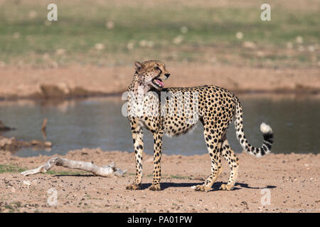 Ghepardo (Acinonyx jubatus) contatto chiamando, Kgalagadi parco transfrontaliero, Sud Africa Foto Stock