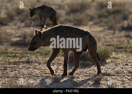 Spotted hyaena (Crocuta crocuta), Kgalagadi parco transfrontaliero, Northern Cape, Sud Africa Foto Stock