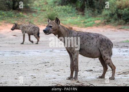 Spotted hyaena (Crocuta crocuta), Kgalagadi parco transfrontaliero, Northern Cape, Sud Africa, Foto Stock