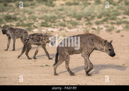 Spotted hyaena (Crocuta crocuta) clan, Kgalagadi parco transfrontaliero, Northern Cape, Sud Africa Foto Stock