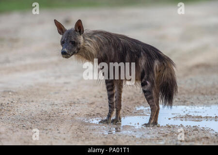 Marrone (hyaena Hyaena brunnea), Kgalagadi parco transfrontaliero, Northern Cape, Sud Africa Foto Stock