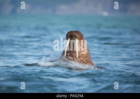 Pacific tricheco (Odobenus rosmarus divergens), Kamchatka, Russia Foto Stock