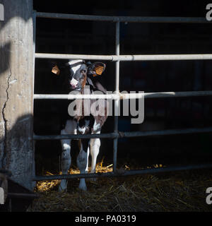 Vacche alimentando in grande stalla, Francia Foto Stock