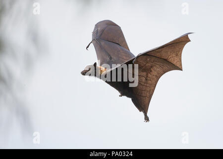 Flying Fox aka frutta nera bat (Pteropus alecto) nella Kimberley, Australia occidentale Foto Stock