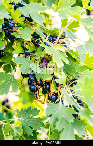 Immagine di un mazzetto di ripe di ribes nero su una boccola in giardino Foto Stock