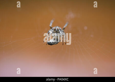 Croce ragno in net mangiare preda. Fly catturati in spider net Foto Stock