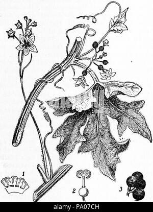603 EB1911 Cucurbitaceae - Fig. 1.-Bryonia dioica Foto Stock