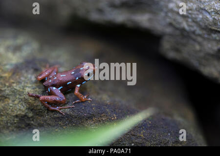 Poison dart frog, Epipedobates anthonyi, vista laterale con strisce blu Foto Stock