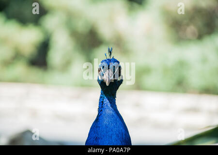 Bella singola pavone maschio a piedi attorno a Arcadia, California Foto Stock