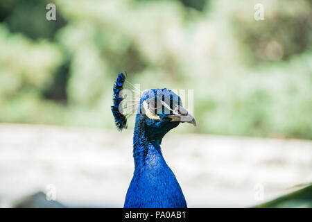 Bella singola pavone maschio a piedi attorno a Arcadia, California Foto Stock