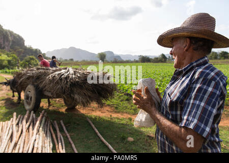 Vista laterale colpo di agricoltore lavora nel campo, Vinales, Pinar del Rio Provincia, Cuba Foto Stock
