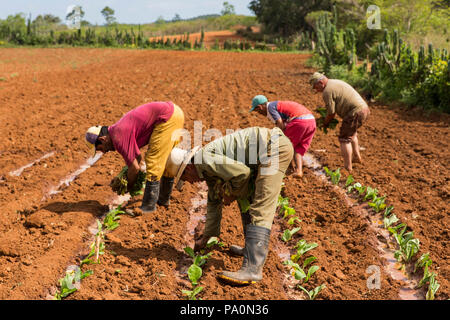 Vista laterale del piccolo gruppo di occupato i coltivatori di tabacco tabacco semina nel campo, Vinales, Pinar del Rio Provincia, Cuba Foto Stock