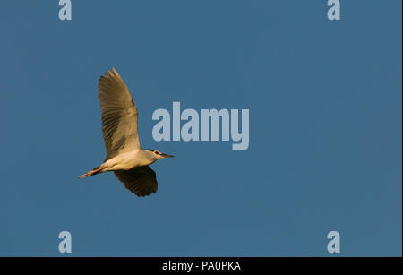 Bihoreau gris - Nitticora - nycticorax Nyctycorax Foto Stock