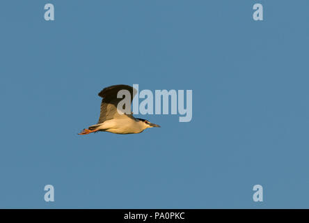 Bihoreau gris - Nitticora - nycticorax Nyctycorax Foto Stock