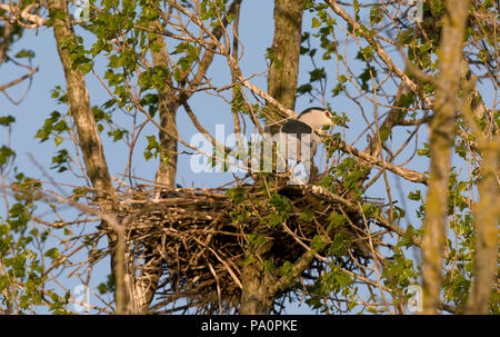 Bihoreau gris -au nid - Nitticora - al nido - Nyctycorax nycticorax Foto Stock