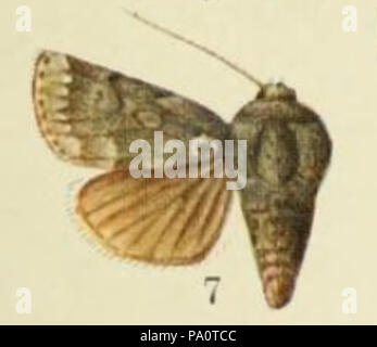 646 Fig 7. Piastra LXI del catalogo dei lepidotteri Phalaenae nel British museum. (1903) Foto Stock