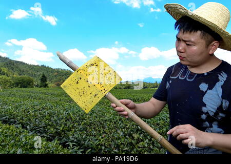 Wuyishan, la Cina della provincia del Fujian. Il 20 luglio, 2018. Un membro del personale di un set per la preparazione di tè azienda osserva lo sticky trappola a un tea garden di Wuyishan City, a sud-est della Cina di provincia del Fujian, 20 luglio 2018. Negli ultimi anni il governo locale promuove la green pest control tecnologie nel tè giardini come luce LED Trappole Trappole appiccicose e trappole a feromoni per la prevenzione e il controllo di malattie e parassiti, con successo riducendo il dosaggio di pesticidi e aumentando il rendimento. Credito: Zhang Guojun/Xinhua/Alamy Live News Foto Stock