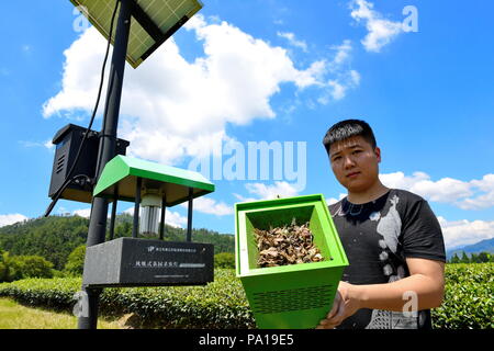 Wuyishan, la Cina della provincia del Fujian. Il 20 luglio, 2018. Un membro del personale da un tè società presenta la luce di LED trappola a un tea garden di Wuyishan City, a sud-est della Cina di provincia del Fujian, 20 luglio 2018. Negli ultimi anni il governo locale promuove la green pest control tecnologie nel tè giardini come luce LED Trappole Trappole appiccicose e trappole a feromoni per la prevenzione e il controllo di malattie e parassiti, con successo riducendo il dosaggio di pesticidi e aumentando il rendimento. Credito: Zhang Guojun/Xinhua/Alamy Live News Foto Stock