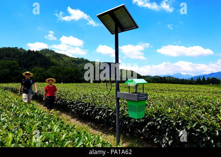 Wuyishan, la Cina della provincia del Fujian. Il 20 luglio, 2018. I membri del personale di un tè società controllare la luce del LED trappola a un tea garden di Wuyishan City, a sud-est della Cina di provincia del Fujian, 20 luglio 2018. Negli ultimi anni il governo locale promuove la green pest control tecnologie nel tè giardini come luce LED Trappole Trappole appiccicose e trappole a feromoni per la prevenzione e il controllo di malattie e parassiti, con successo riducendo il dosaggio di pesticidi e aumentando il rendimento. Credito: Zhang Guojun/Xinhua/Alamy Live News Foto Stock