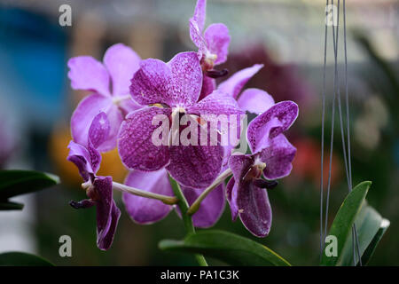 Dacca in Bangladesh - Luglio 20, 2018: orchidee colorate sono in mostra presso il mese-lungo albero nazionale Fair a Dhaka's sher-e-Bangla Nagar. Credito: SK Hasan Ali/Alamy Live News Foto Stock