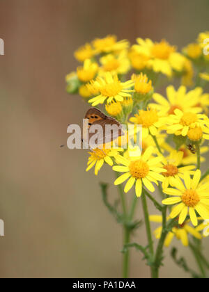 Richmond Park Londra UK. Il 20 luglio 2018. Il primo giorno del grande farfalla count con tante piccole farfalle di rame (Lycaena phlaeas) avvistato su fiori in Richmond Park, a sud-ovest di Londra. Il conteggio è Su dal 20 luglio al 12 agosto. Credito: Julia Gavin/Alamy Live News Foto Stock