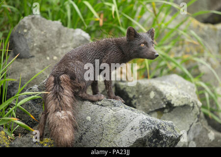 Arctic Fox (blu morph), isole Curili Foto Stock