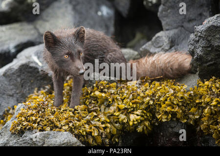 Arctic Fox (blu morph), isole Curili Foto Stock
