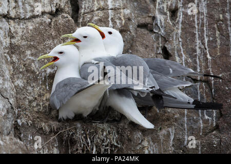 Nero-Kittiwakes zampe Foto Stock