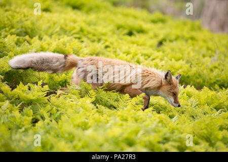 Yakutsk Red Fox (Vulpes vulpes vulpes), la Kamchatka Foto Stock