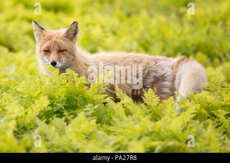 Yakutsk Red Fox (Vulpes vulpes vulpes), la Kamchatka Foto Stock