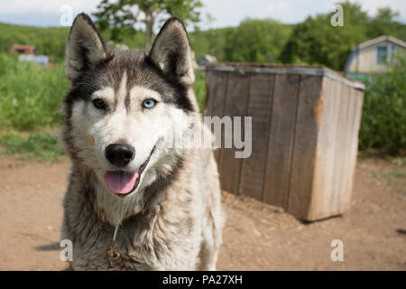 Lavorando cani al canile in Kamchatka Foto Stock