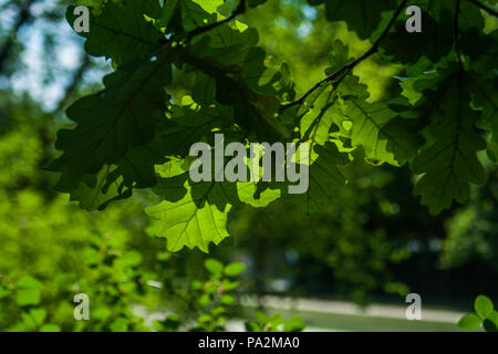 Più impianti di diversa configurazione e carta da parati Foto Stock