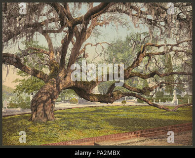 83 Un live oak nel cimitero di Magnolia, Charleston, S.C-LCCN2008678269 Foto Stock