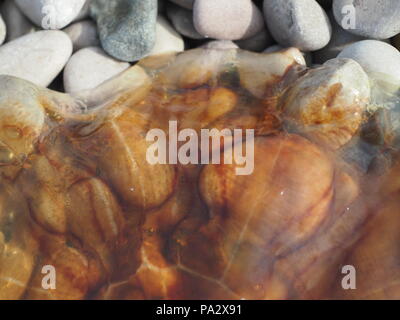 Spiaggia ghiaiosa con bussola meduse close up Foto Stock