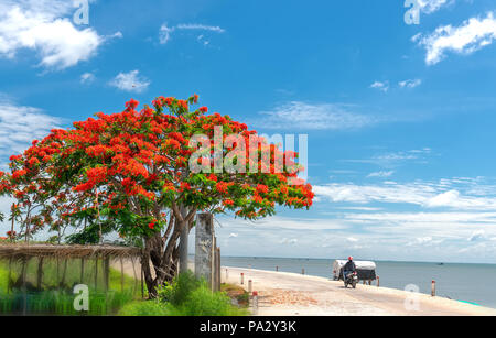 Red royal poinciana fiori fioriscono lungo la segnalazione stradale estate è arrivata. Foto Stock