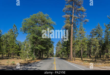 Ampia vista della California meridionale della foresta di pini di montagna al di sopra di Los Angeles. Foto Stock