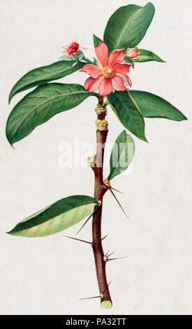 249 Britton &AMP; Rosa Vol 1 piastra III (Pereskia grandifolia) Foto Stock