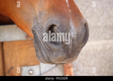 Le narici di un marrone e grigio a cavallo presso il maneggio Foto Stock