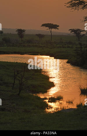 Massai Mara, Kenya Foto Stock