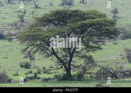 Massai Mara, Kenya Foto Stock