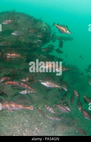 Serbatoi di san valentino relitto off Studland Dorset affondato durante un esercizio Smash praticando per lo sbarco in Normandia Foto Stock