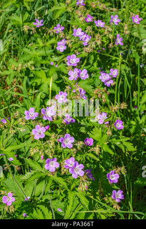 Legno cranesbill fiori su un prato Foto Stock