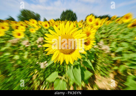 Un campo di girasoli in Pfaffenhofen a.d.Ilm, Germania Luglio 20, 2018 © Peter Schatz / Alamy Stock Photo Foto Stock