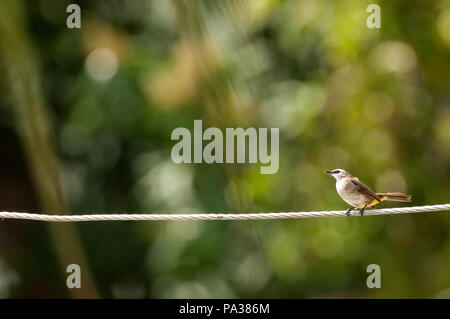 Giallo-sfiatato Bulbul - Pycnonotus goiavier - Thailandia Bulbul goiavier - Thaïlande Foto Stock