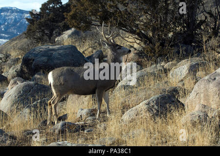 Cerf mulet - Mule Deer - Odocoileus hemionus Foto Stock