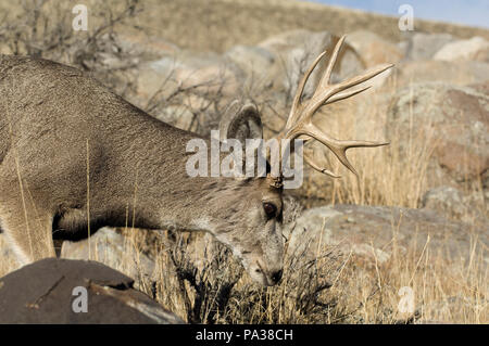 Cerf mulet - Mule Deer - Odocoileus hemionus Foto Stock