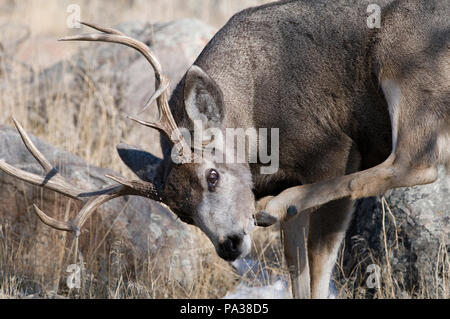 Cerf mulet - Mule Deer - Odocoileus hemionus Foto Stock