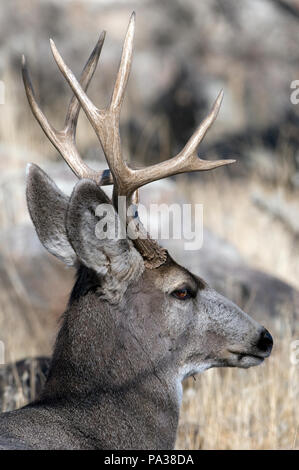 Cerf mulet - Mule Deer - Odocoileus hemionus Foto Stock