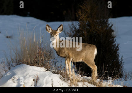 Mule Deer (Odocoileus hemionus) - VITELLO - America settentrionale Cerf mulet - Cerf à queue noire Foto Stock