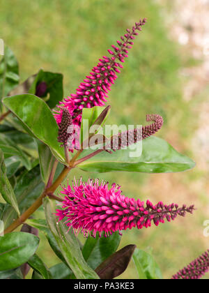 Rosso, venato fiori viola in breve al di sopra dei picchi di giovani scuro fogliame della evergreen, metà hardy arbusto, Hebe 'Simon Delaux' Foto Stock